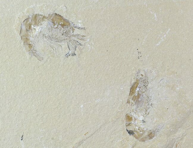 Two Cretaceous Fossil Shrimp - Lebanon #107654